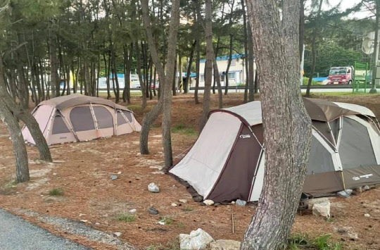 울진군 봉평해수욕장의 솔밭에 알박기된 거실형 텐트 연합뉴스